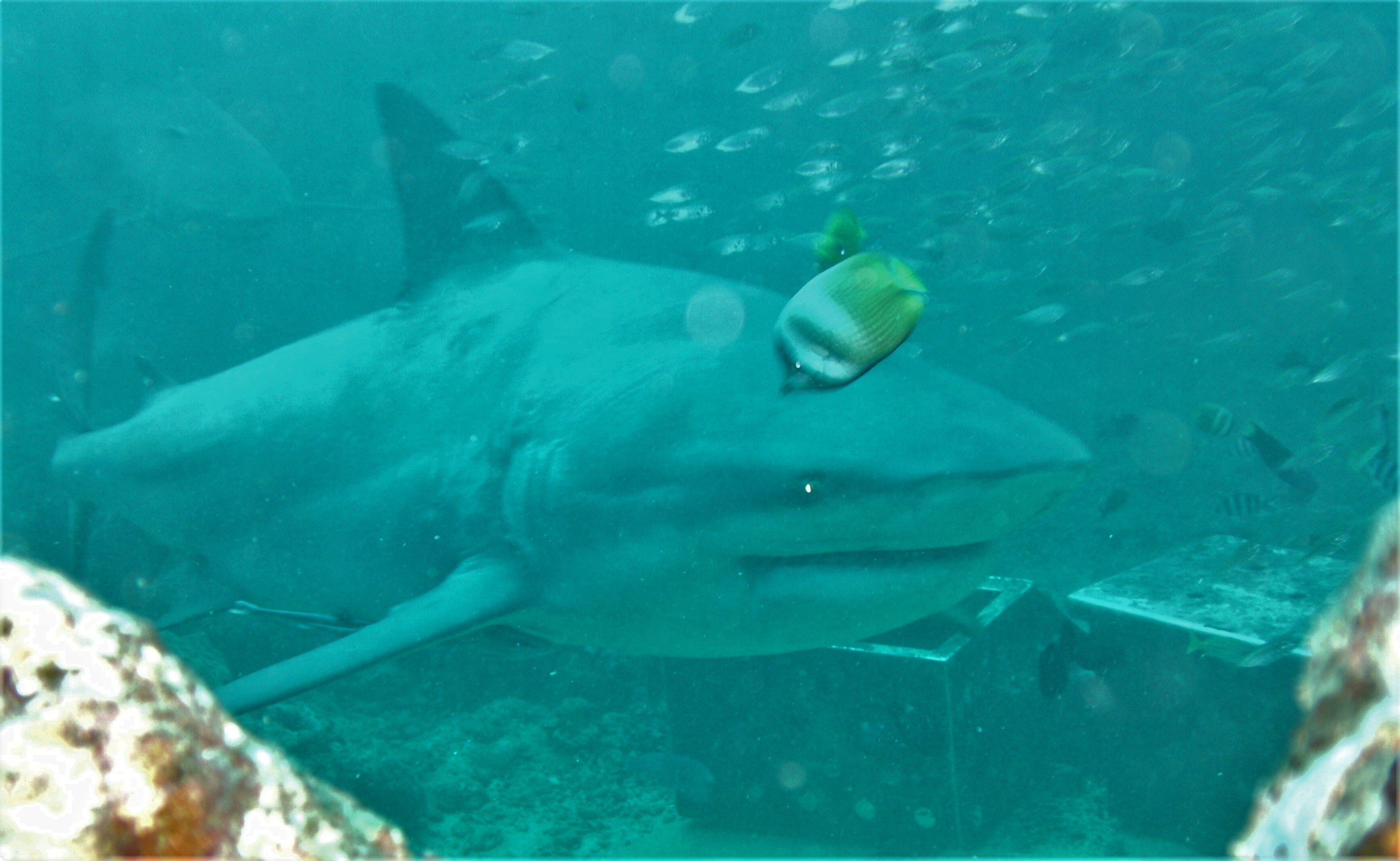 KissyFish